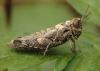 Pezotettix giornae